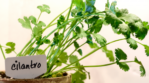 Read more about the article Cilantro Goes Where?