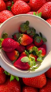 Read more about the article From Farm to Table: A Behind the Scenes Look at Perrine’s Produce and Grimes Strawberries