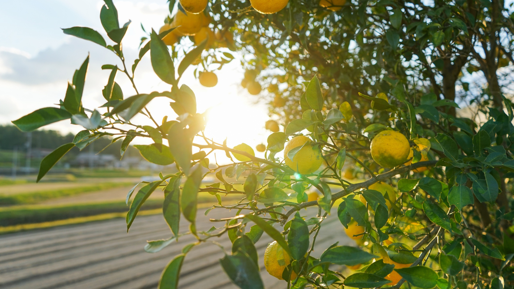 You are currently viewing What’s in Season: A Guide to Fresh Produce This Month